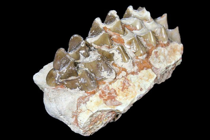 Oreodont (Merycoidodon) Jaw Section - South Dakota #128115